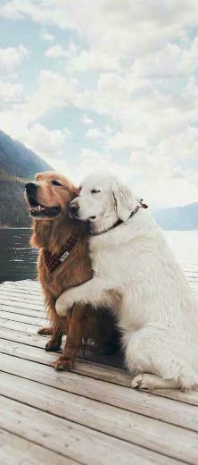 Love And Companionship Between Animals Is Real Sweetheart