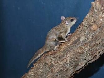 Southern Flying Squirrel Wallpaper For Desktop Squirrels