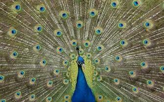 Keywords Peacock Wallpaper Desktopwallpaper