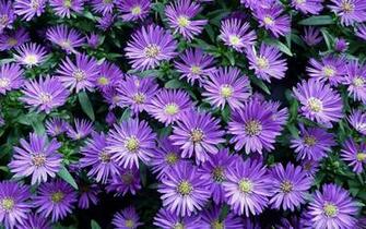 Fall Flowers