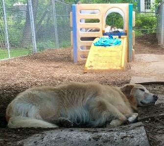 Carly Found Her Spot For A Nap Skipper Imitates In The