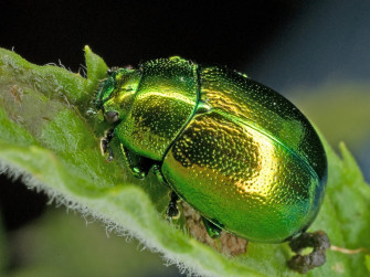 Animal Insect HD Wallpaper