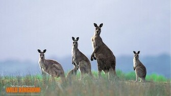 Kangaroo Wallpaper 10wallpaper