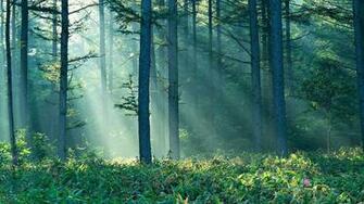 Trippy Forest Wallpaper Image