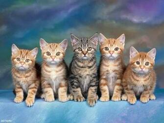 Cats Parrots And Butterflies Wallpaper