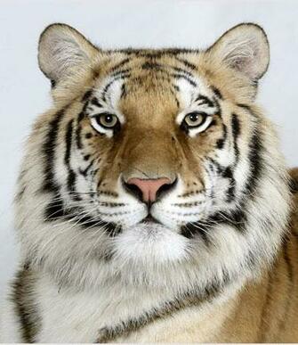 Royal Bengal Tigers Pictures Wallpaper Zone