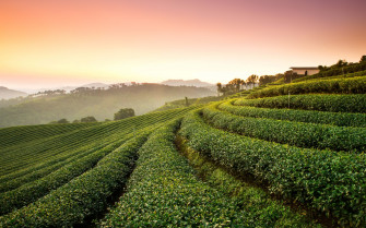 Tea Plantation Landscape Wallpaper