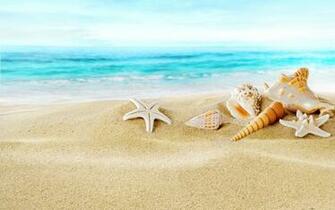 Seashells On Sand Beach Wallpaper For Widescreen Desktop Pc