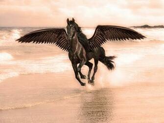 Unique Animals Black Horses Horse Wallpaper