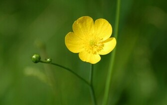 Screen Wallpaper Yellow Flowers Photography Definition