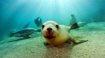 Alex Norie Gasketch California Sea Lion HD Wallpaper