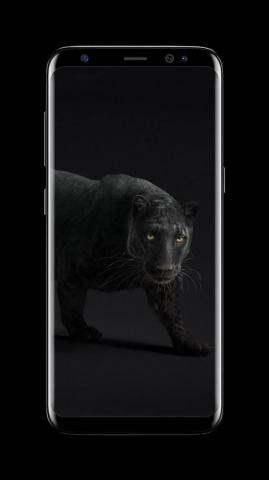 Black Puma Wallpaper On