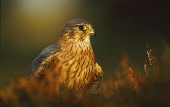 Bird Of Prey Nature