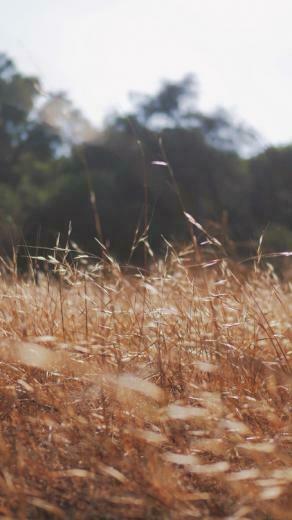 Get Wallpaper iPhone6papers Mi40 Rye Grass Field Mountain