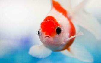 Red Fish Wallpaper