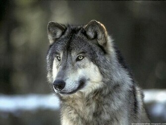 Lobo Sib Ria Papel De Parede Wallpaper