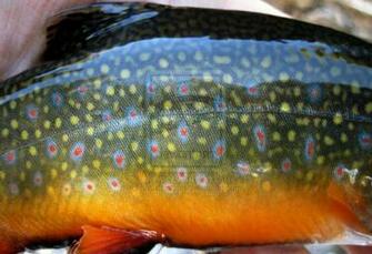 Brook Trout Skin Brookie Fish By Houstonryan