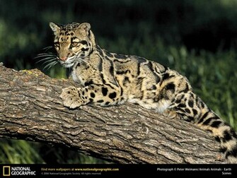 Clouded Leopard Wallpaper Verg Enza De Ser Humano El Leopardo