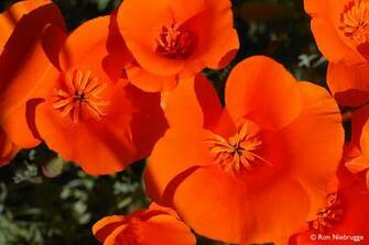 California Poppies Wallpaper Poppy