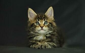 Maine Coon Cat Photo Image Litter O Dob Dec