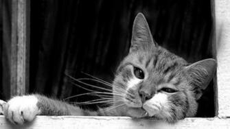 Black And White Cat Wallpaper