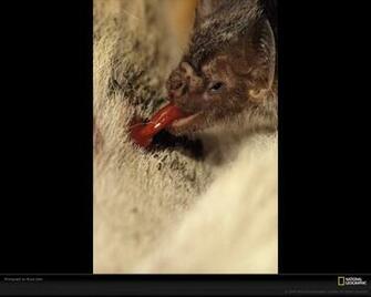 Vampire Bat Photo Wallpaper Photos National