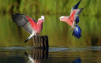 Wallpaper Of Two Beautiful Parrots HD Animals