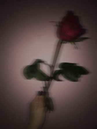 Black Rose Aesthetic Wallpaper On