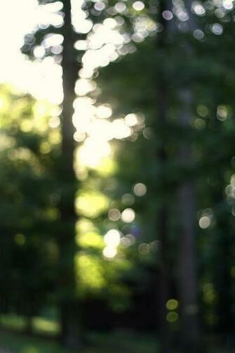 Woodsy Bokeh Dslr Background Image For Photography