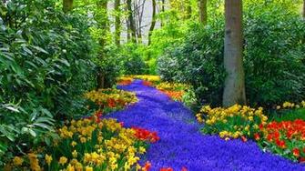 Keukenhof Gardens High Quality And Resolution Wallpaper