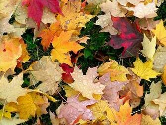 HD Wallpaper Park Mennonite Church Autumn