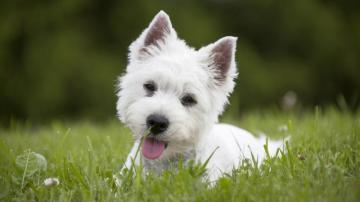 Westie White Grass Green HD Dog Wallpaper