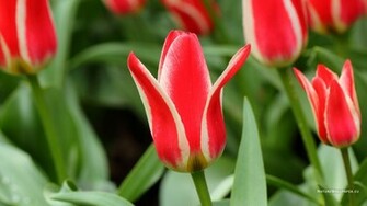 Wallpaper Red White Tulip Background
