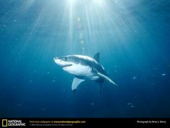 Great White Shark Picture Desktop Wallpaper
