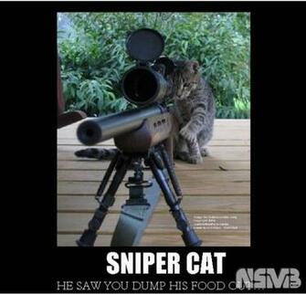 Sniper Cat Wallpaper By Pokefan117