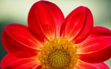 Amazing HD Wallpaper Of Beautiful Flowers