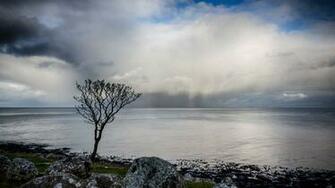 Solitary Tree