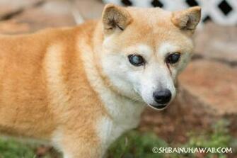 Shiba Wallpaper Awesome Photos