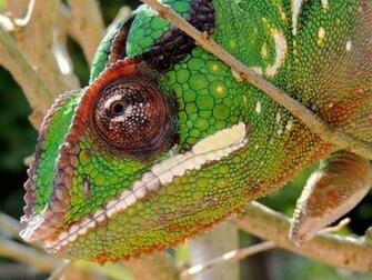 Nosy Mitsio Panther Chameleon HD Walls Find Wallpaper
