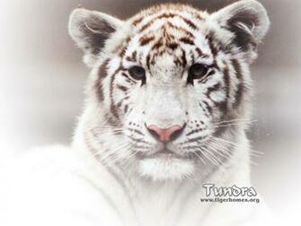 Pics Photos White Tiger Cat Big Tigers Family Desktop
