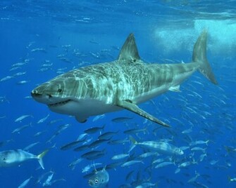 Tiger Shark Wallpaper With Fish