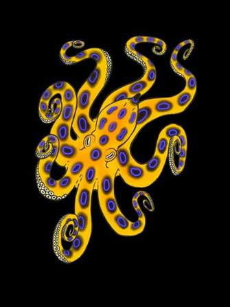 Blue Ringed Octopus Wallpaper Image Pictures Becuo