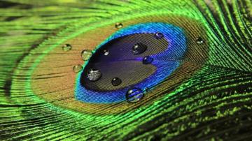 Beautiful Peacock Feather HD Clip Art Library