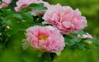 Peonies Wallpaper