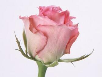 Beautiful Flowers Pictures Wallpaper Pink Roses
