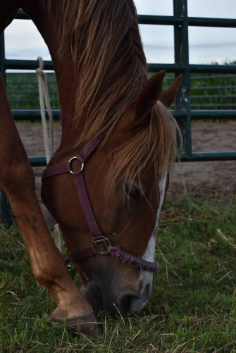 Top Horse Face Wallpaper Full HD 4k To Use