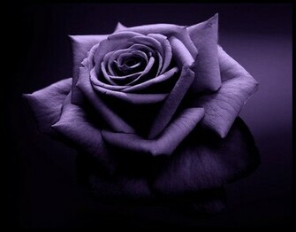 Beautiful Flower Pictures Flowers