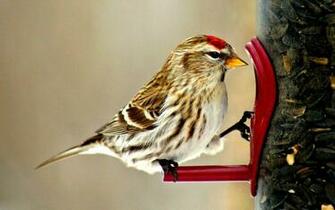 Common Redpoll HD Desktop Wallpaper Widescreen High Definition