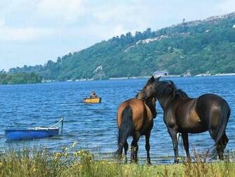 Desktop Wallpaper Non Nude Horses