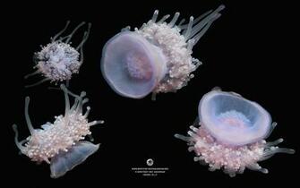 Wallpaper From The Monterey Bay Aquarium